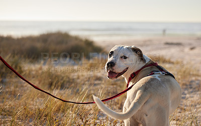 Buy stock photo Shot of a dog wearing a leash while out for a walk