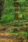 The forest in autumn