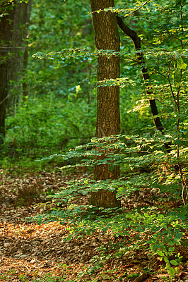 Buy stock photo Beautiful leafy branches in the forest, on a sunny Autumn day, with trees in the background. Relaxing outdoor scenery of nature. Old fall plants on the ground indicating the end of the season.