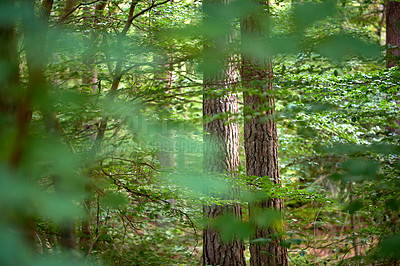 Buy stock photo Forest in springtime in Denmark