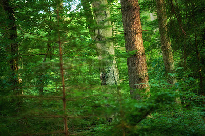 Buy stock photo Forest in springtime in Denmark