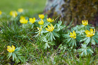 Buy stock photo Forest in springtime in Denmark