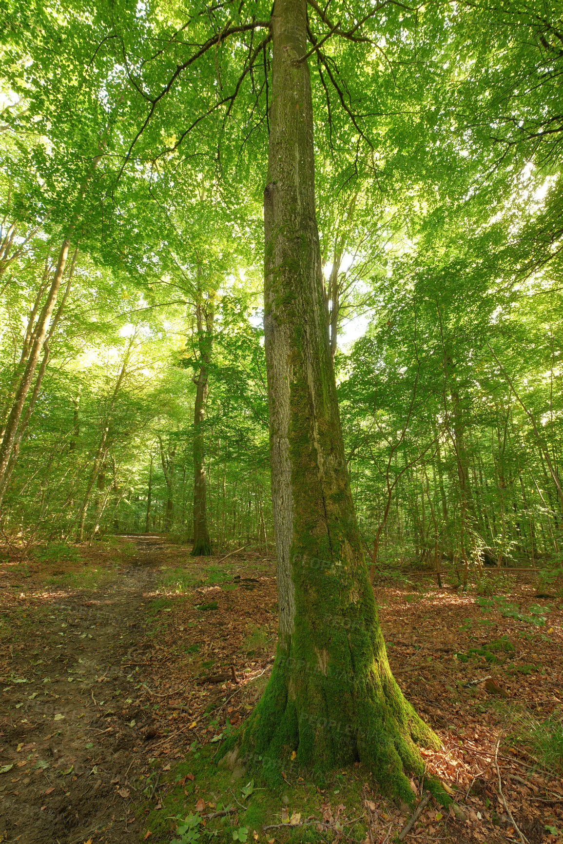 Buy stock photo Forest in springtime in Denmark