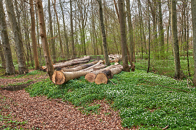 Buy stock photo Forest in springtime in Denmark