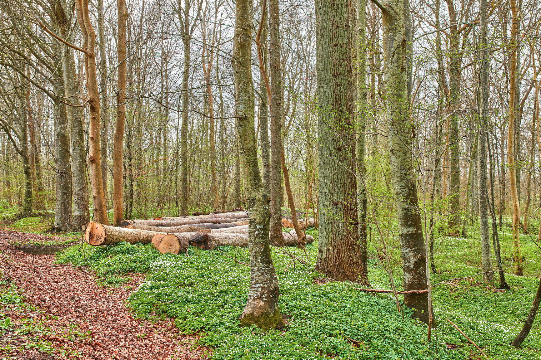 Buy stock photo Plants, trees and forest landscape with logs for carbon storage, natural ecosystem and sustainability. Nature, environment and trunks in woods for biodiversity, woodland habitat and green vegetation