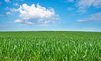 Early spring - farmland