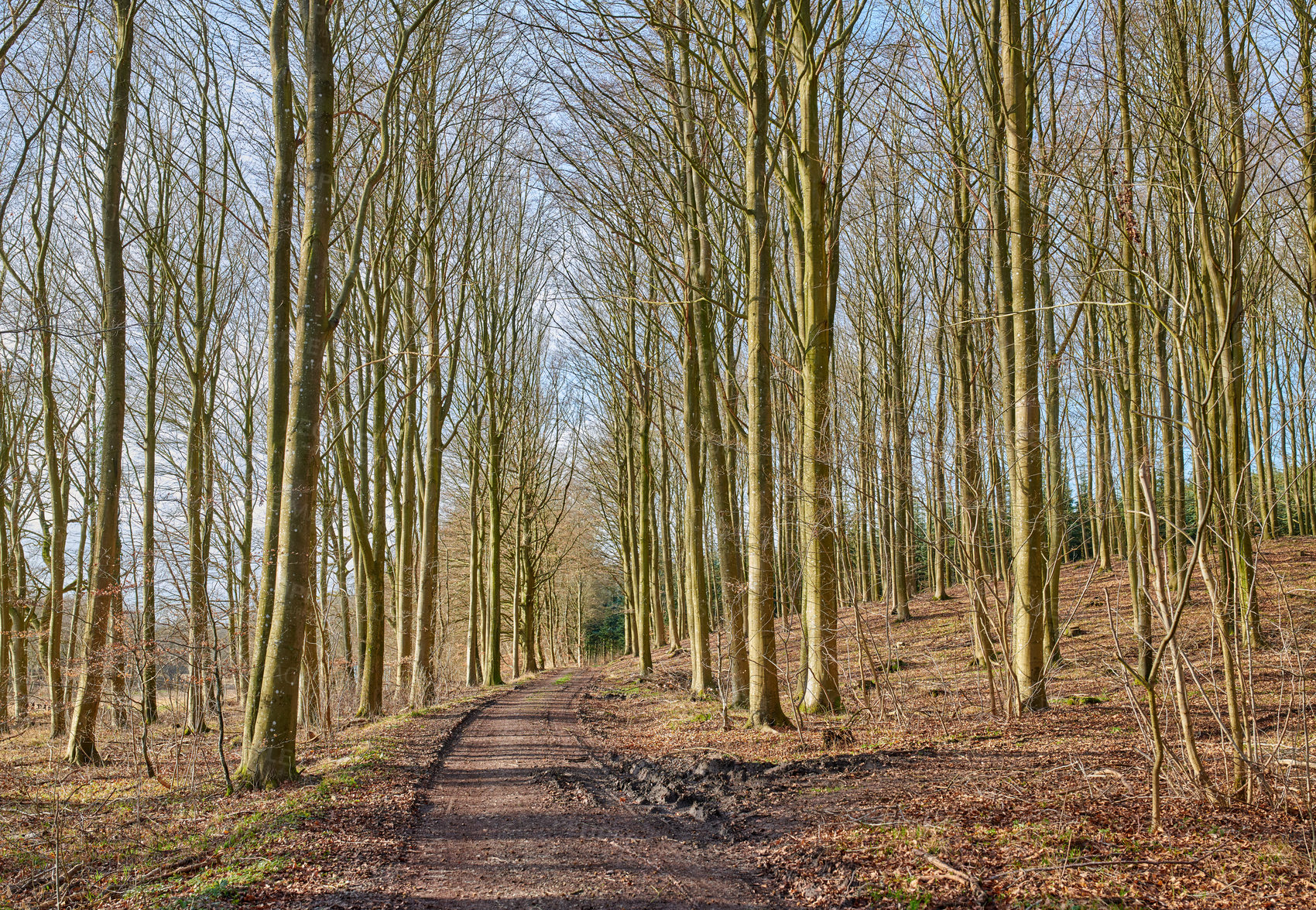 Buy stock photo The forest in late autumn, winter and early spring