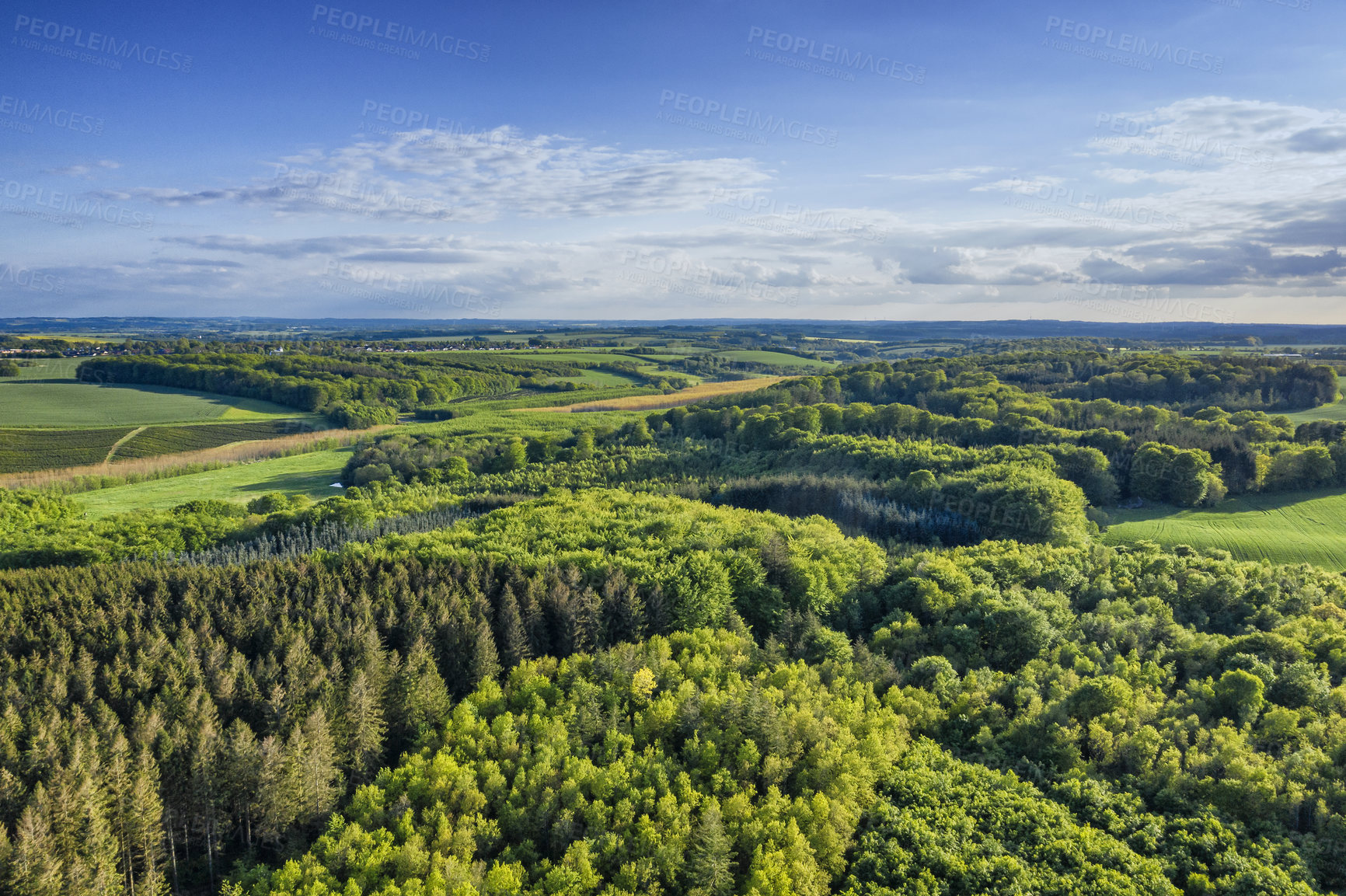 Buy stock photo Aerial view of pine forests in Denmark on a cloudy day in summer. Landscape of cultivated green woods for wooden timber and lumber near lush farm land against a blue horizon for copy space background