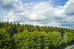 Hardwood forest tree