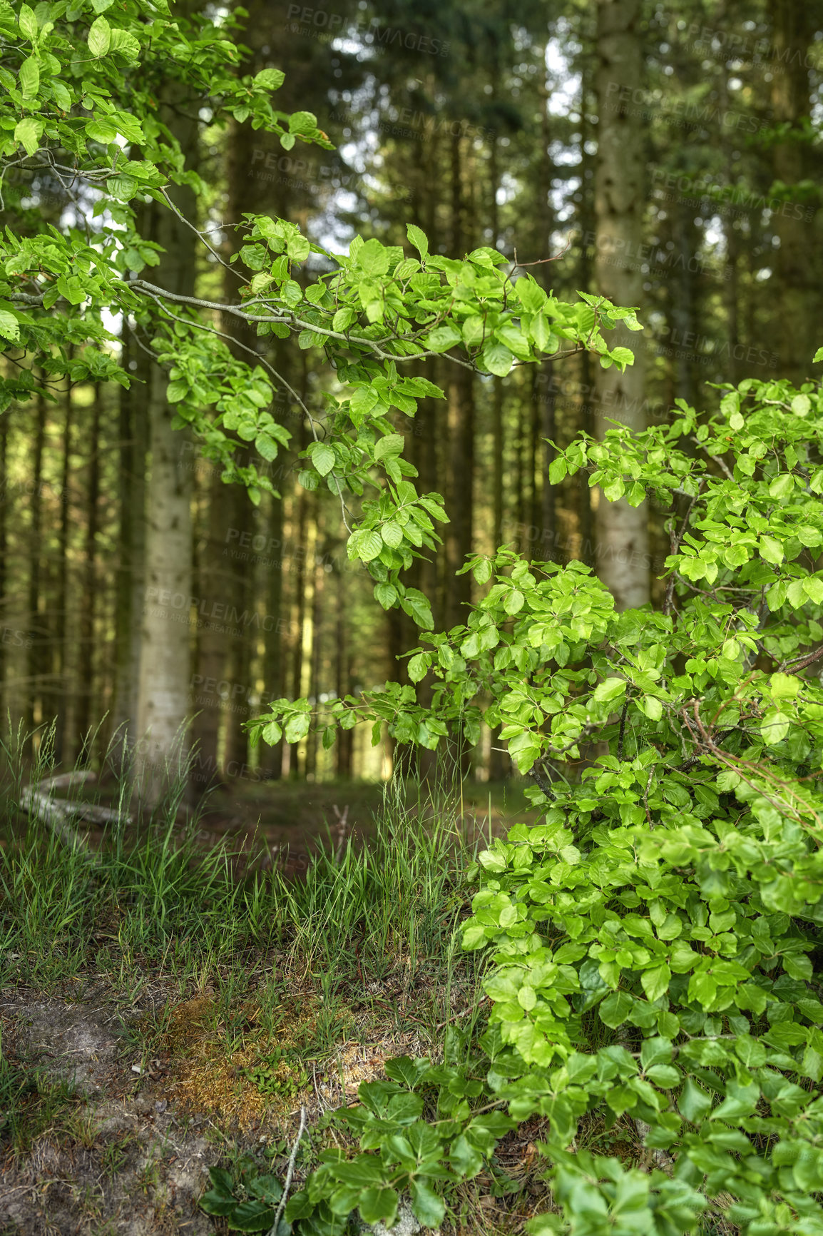 Buy stock photo Green leaves of wild beech trees growing in a forest or woodlands with plants and shrubs. View of a peaceful park with a deciduous landscape and lush bright foliage from fagus sylvatica in nature