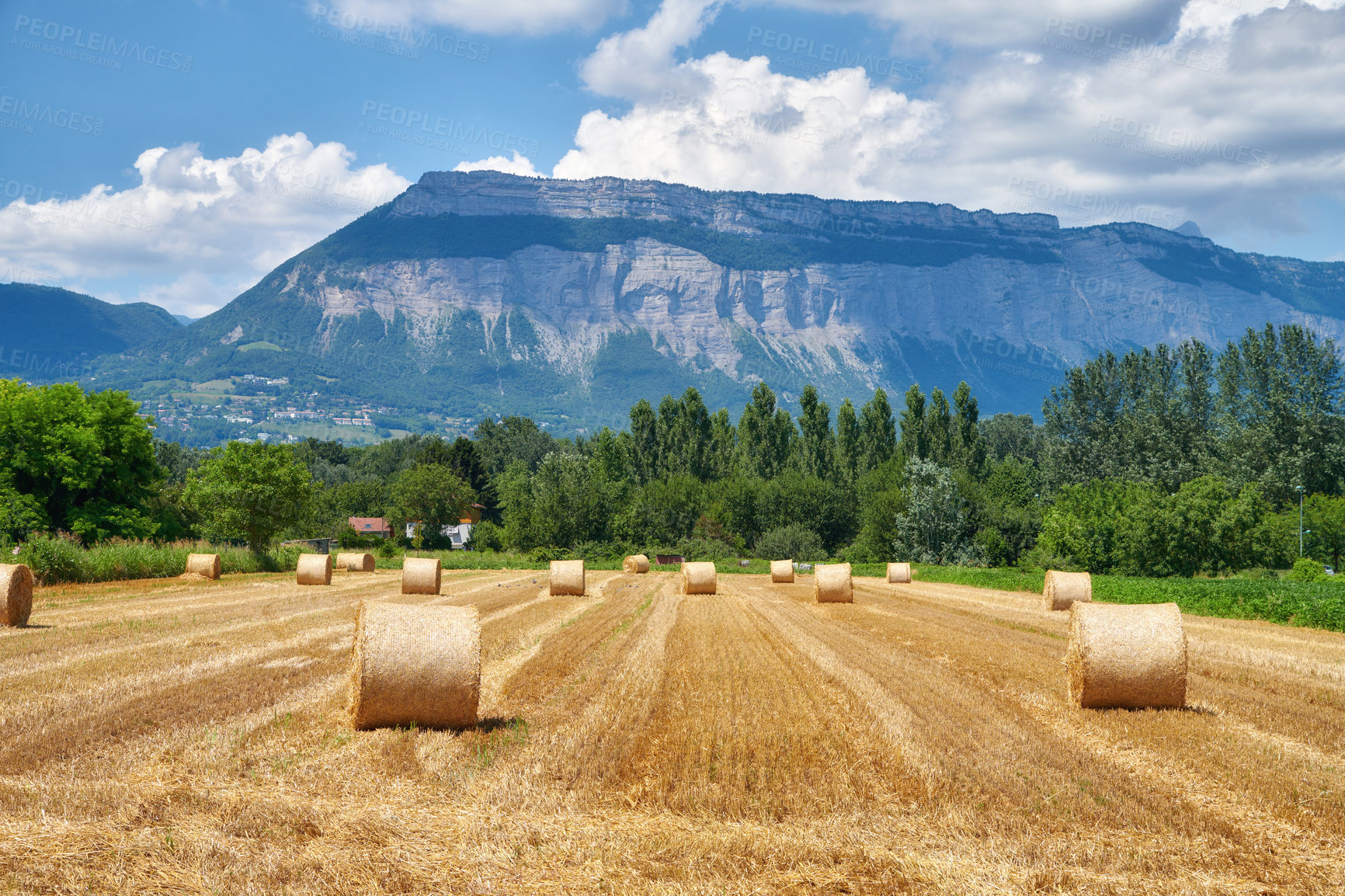 Buy stock photo Round hay bales of straw rolled on agricultural farm pasture and grain estate after harvesting wheat, rye or barley. Landscape view of mountain background, forest and copy space of rural Lyon, France