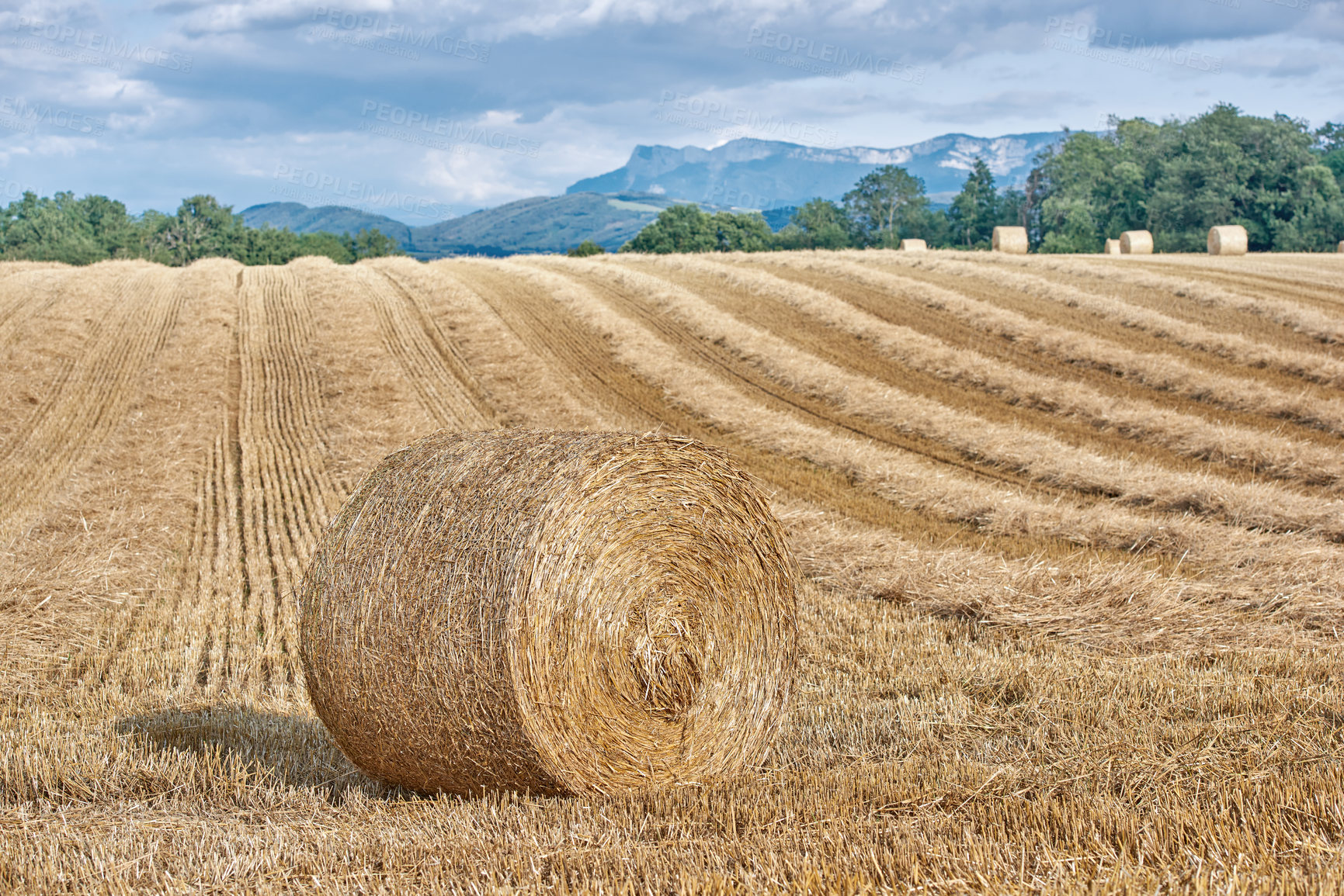 Buy stock photo Outdoor, straw and bale on field at farm with sustainability, dry grass or landscape in fall. Nature, crops and rows in countryside, plants and eco friendly agro with mountains on horizon in France