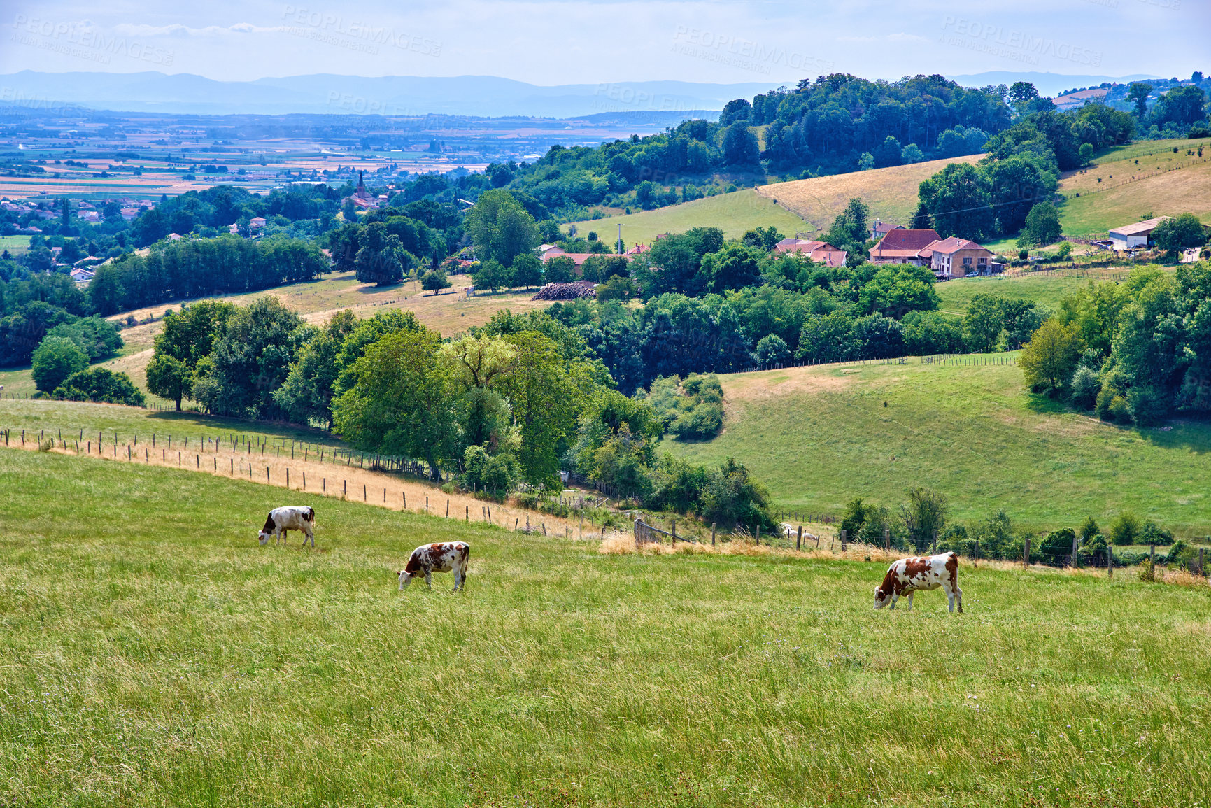 Buy stock photo A cattle farm with cows grazing grass on a hot summer day. Domestic livestock feeding on a pasture on a hill outdoors on farmland or in nature during summer. Animals eating on a meadow in spring