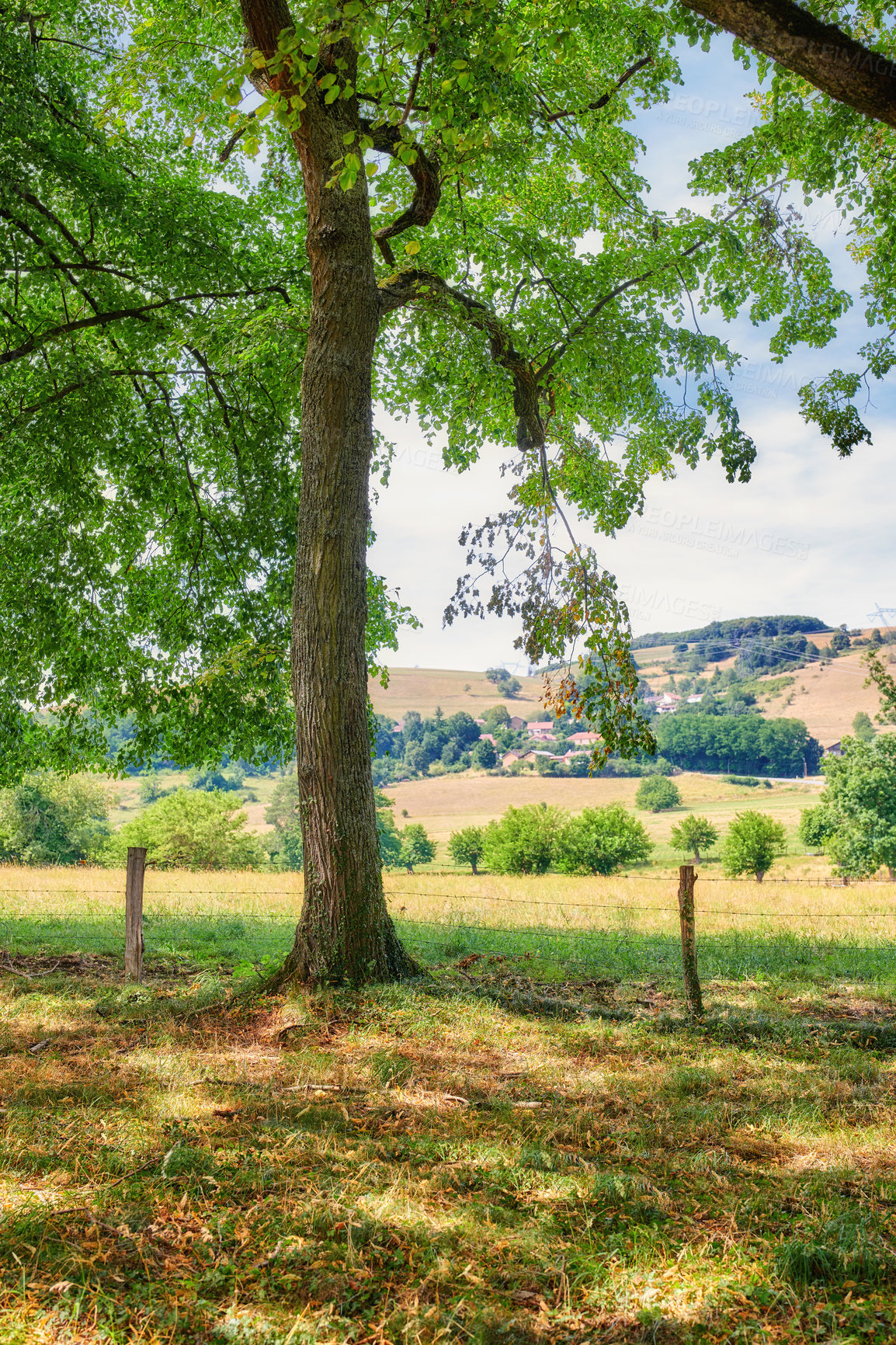 Buy stock photo Tall tree in the field at a private farm in the countryside. Landscape of vibrant  and colorful green bushes in the meadow with a hilltop horizon for a quiet walk in nature on a cloudy spring day.