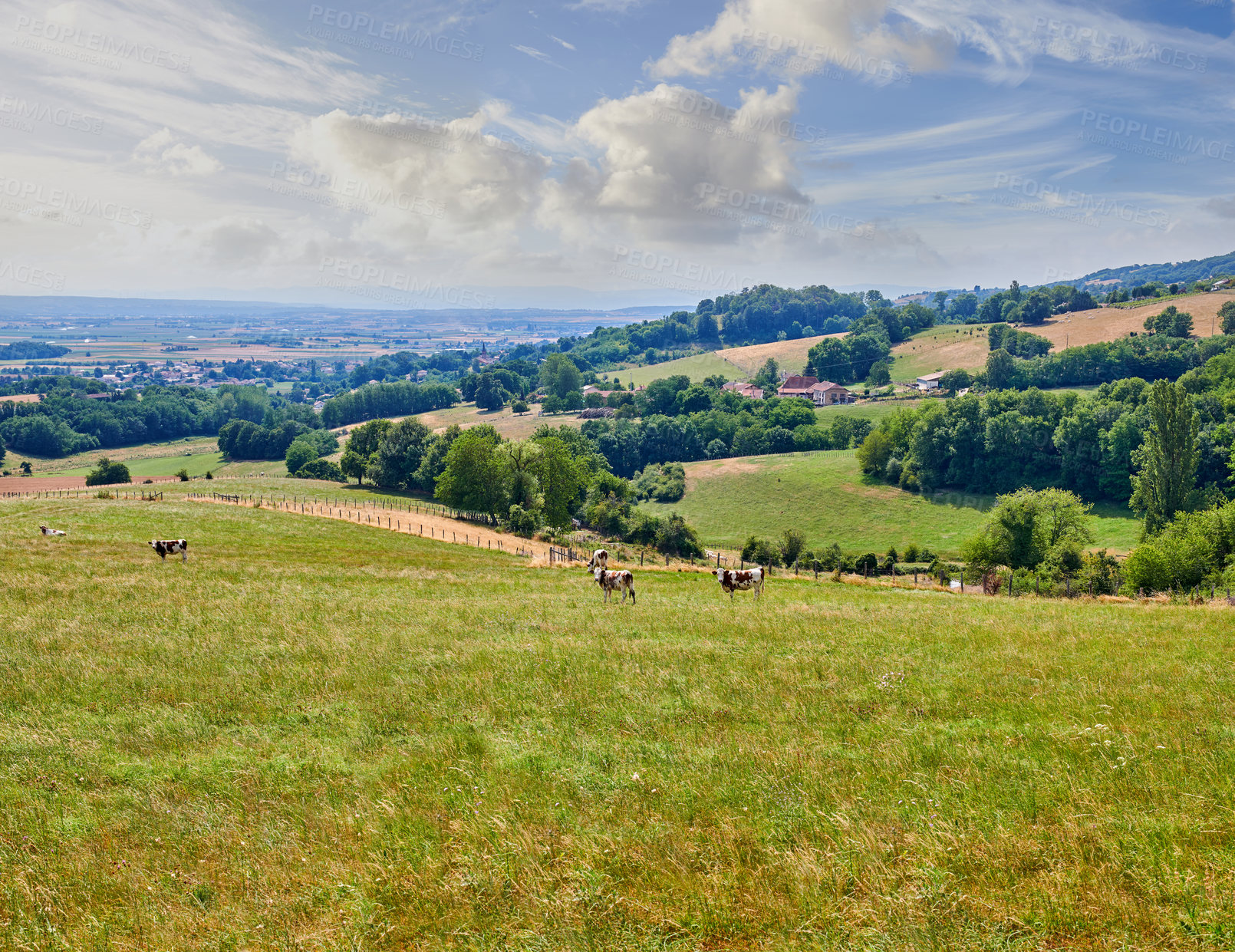 Buy stock photo Cows on a farm. A herd of cows grazing on grass in a meadow on a dairy farm. Cattle outside on farmland overlooking a forest close to Lyon, France