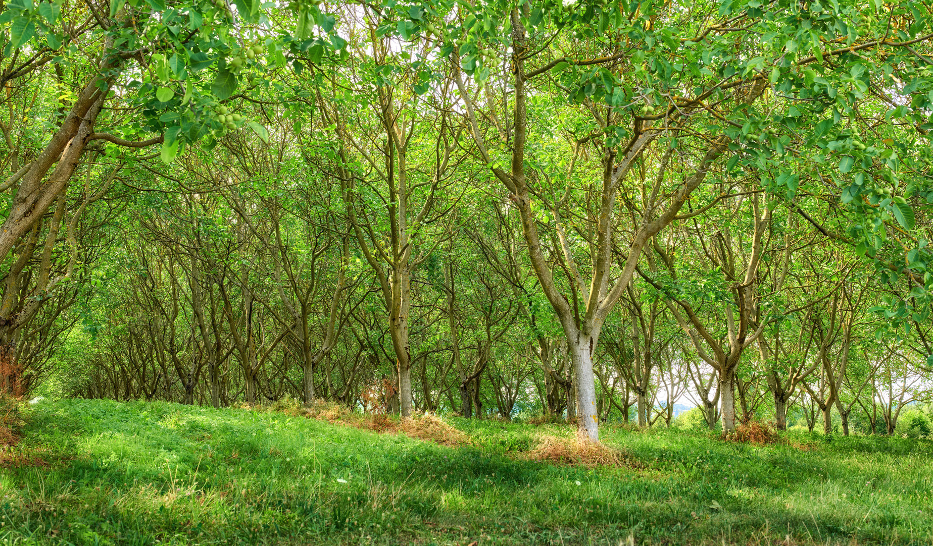 Buy stock photo A series of photos of countryside, farmland and forest close to Lyon, France