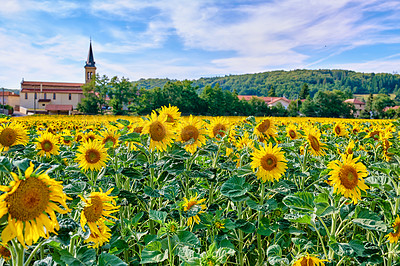 Buy stock photo Yellow sunflowers growing in a countryside and cloudy sky. Beautiful agriculture landscape of many bright summer flowers in sunshine. Perennial sunflower plants on a cultivated farm land with houses