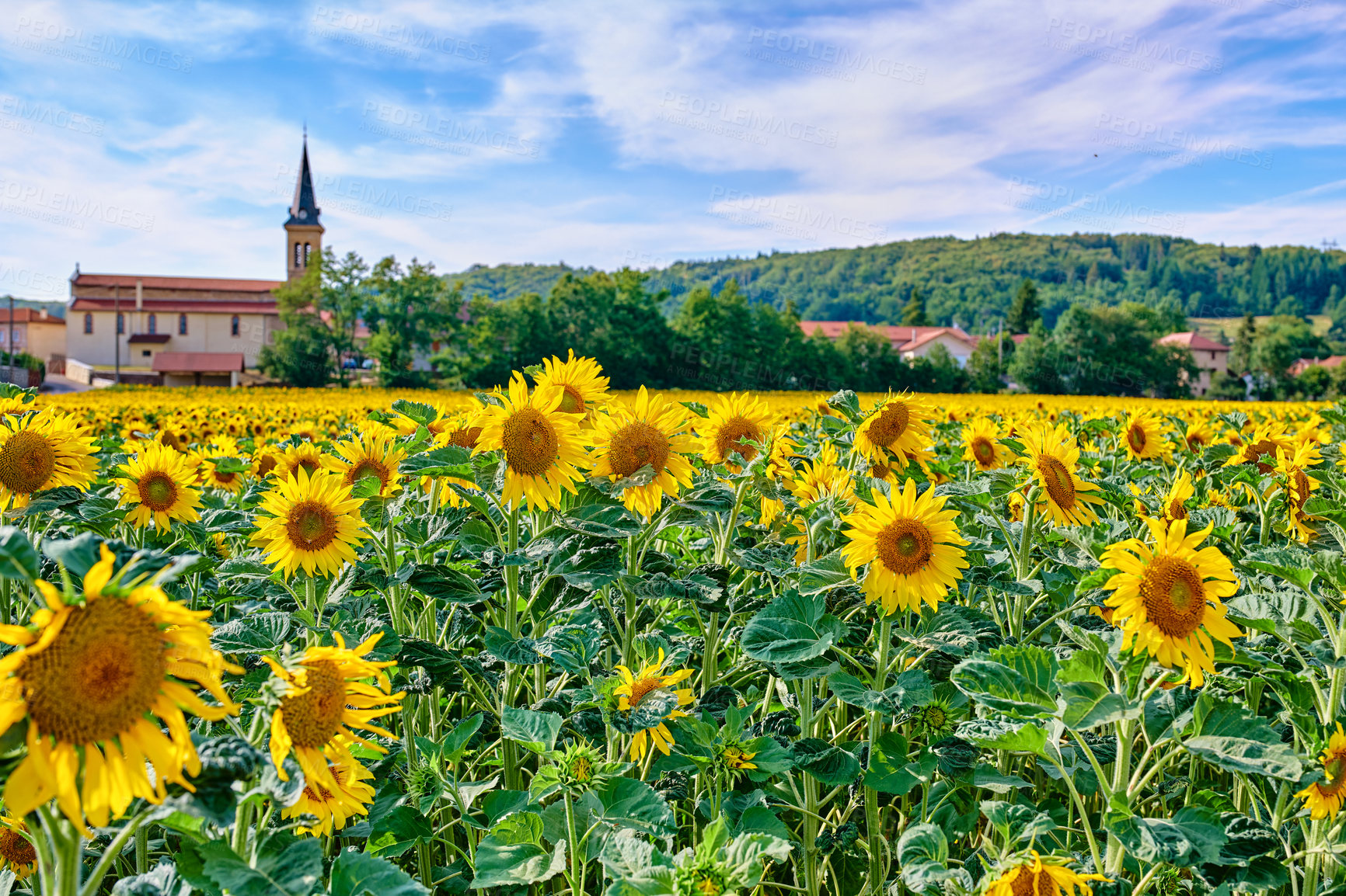 Buy stock photo Yellow sunflowers growing in a countryside and cloudy sky. Beautiful agriculture landscape of many bright summer flowers in sunshine. Perennial sunflower plants on a cultivated farm land with houses