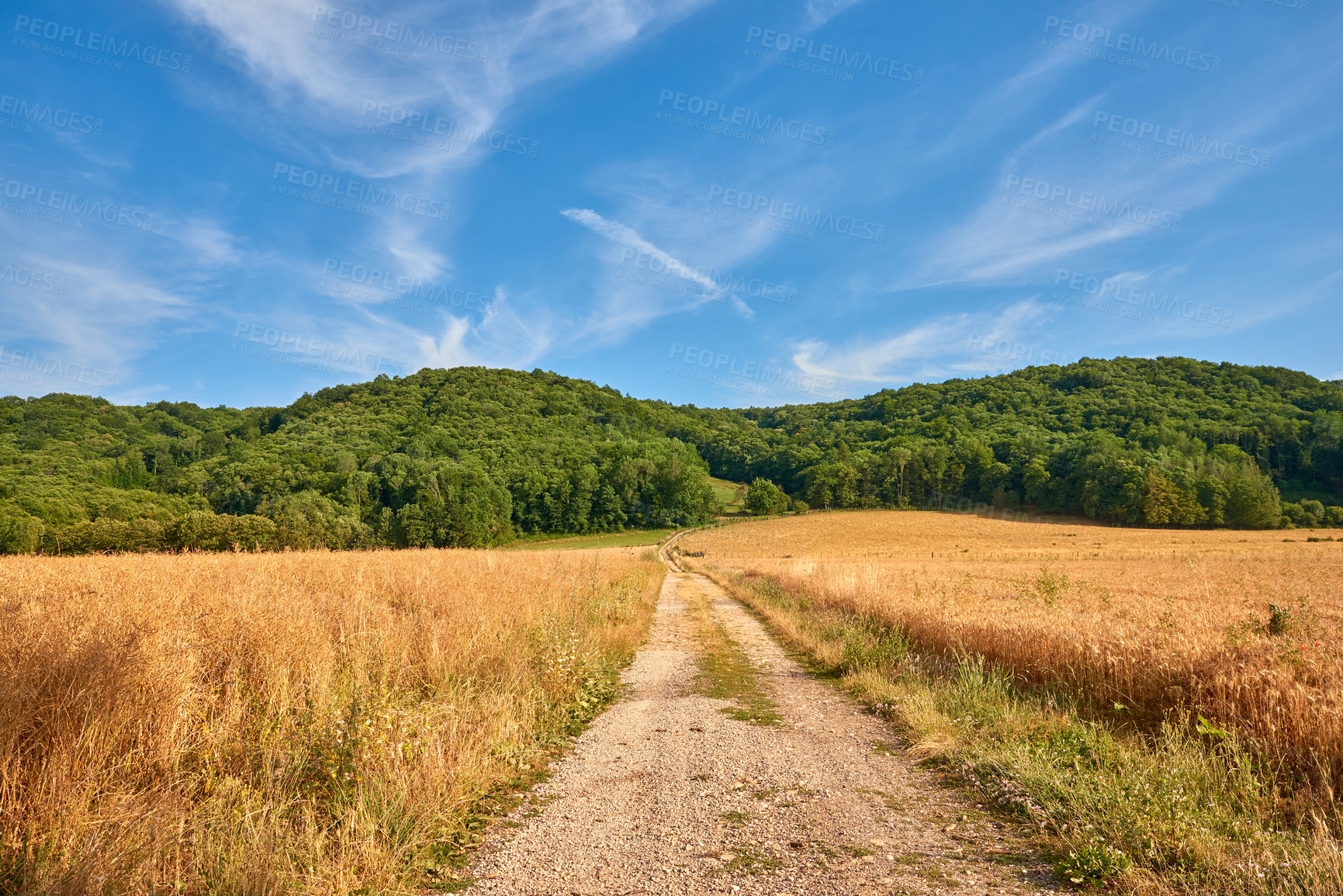 Buy stock photo Dirt road through yellow farm land leading to dense green forest on a sunny day in France. Colorful nature landscape of rural wheat fields near quiet woodland with a stunning blue sky with copy space