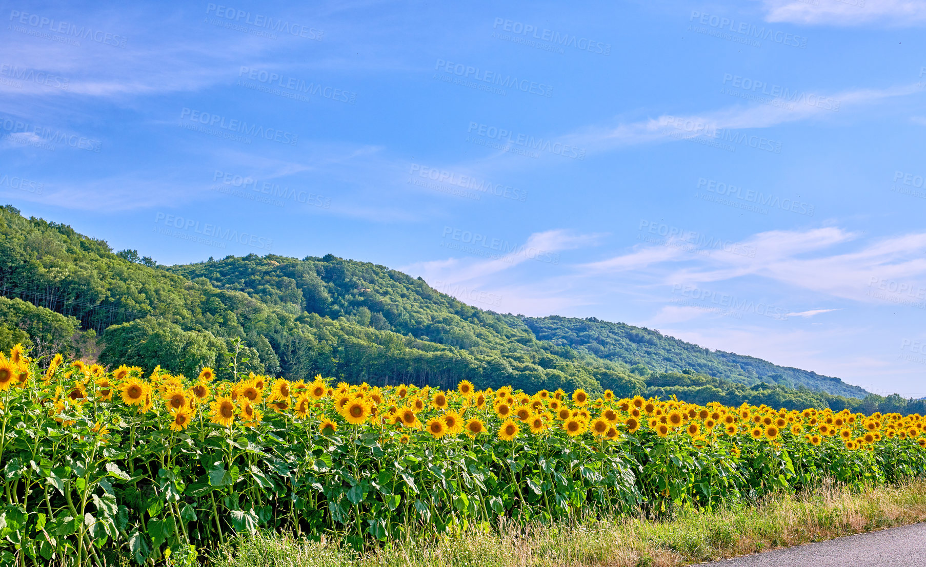 Buy stock photo A field of yellow sunflowers on a field, growing in a colorful landscape on a sunny day in summer in France. Stunning farm land near lush woodland against a blue sky in rural Lyon countryside