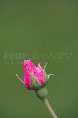 Buy stock photo A photo of a beautiful rose in the garden