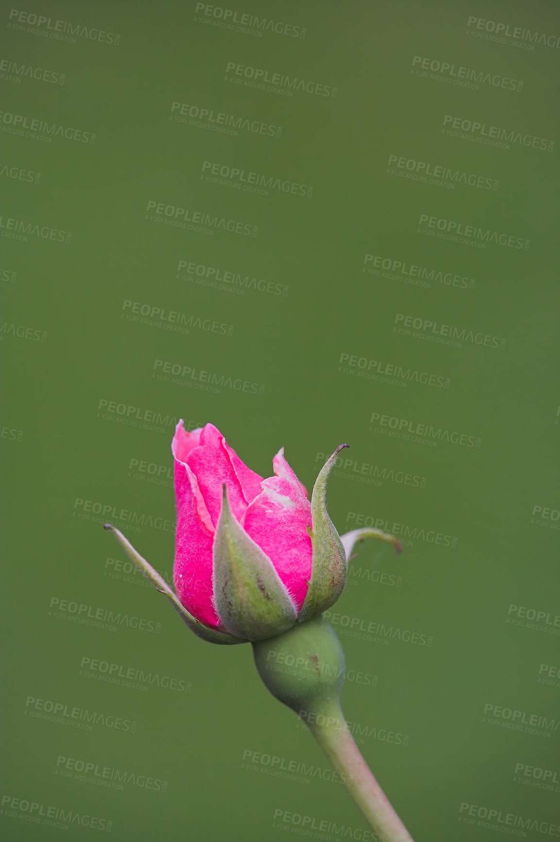 Buy stock photo A photo of a beautiful rose in the garden