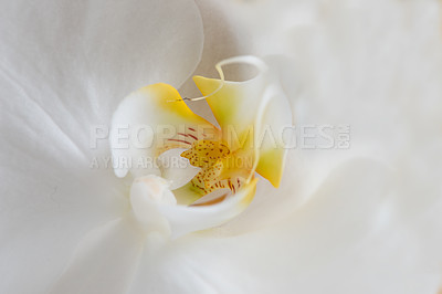 Buy stock photo Closeup of a beautiful white tulip flower in a garden, nature park or field in summer. Top view of a flowering plant opening up against a white background in a natural environment