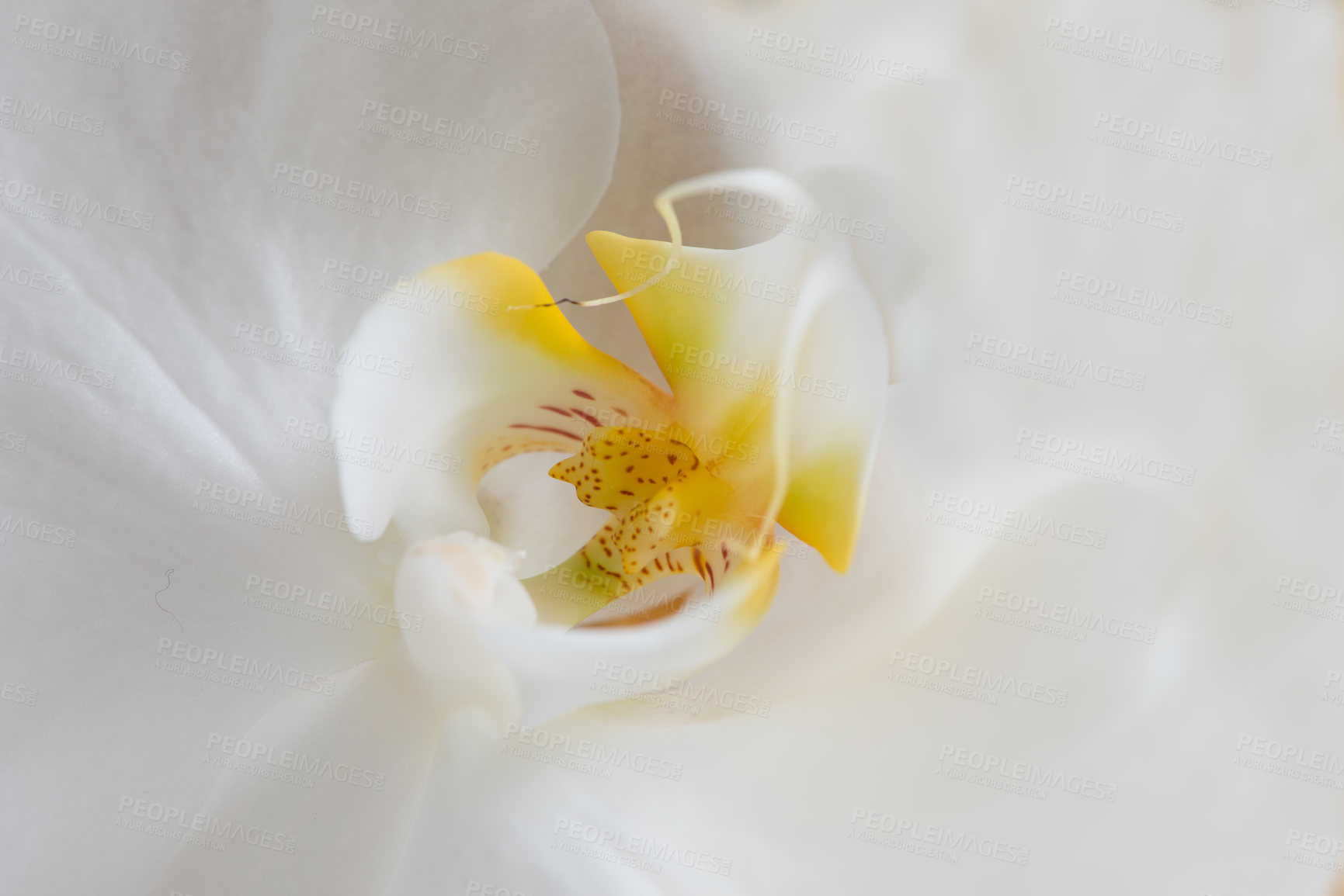 Buy stock photo Closeup of a beautiful white tulip flower in a garden, nature park or field in summer. Top view of a flowering plant opening up against a white background in a natural environment