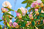 Rhododendron - garden flowers in May