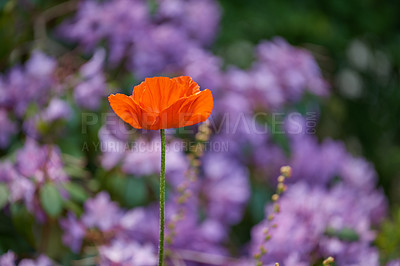 Buy stock photo A series of beautiful garden photos