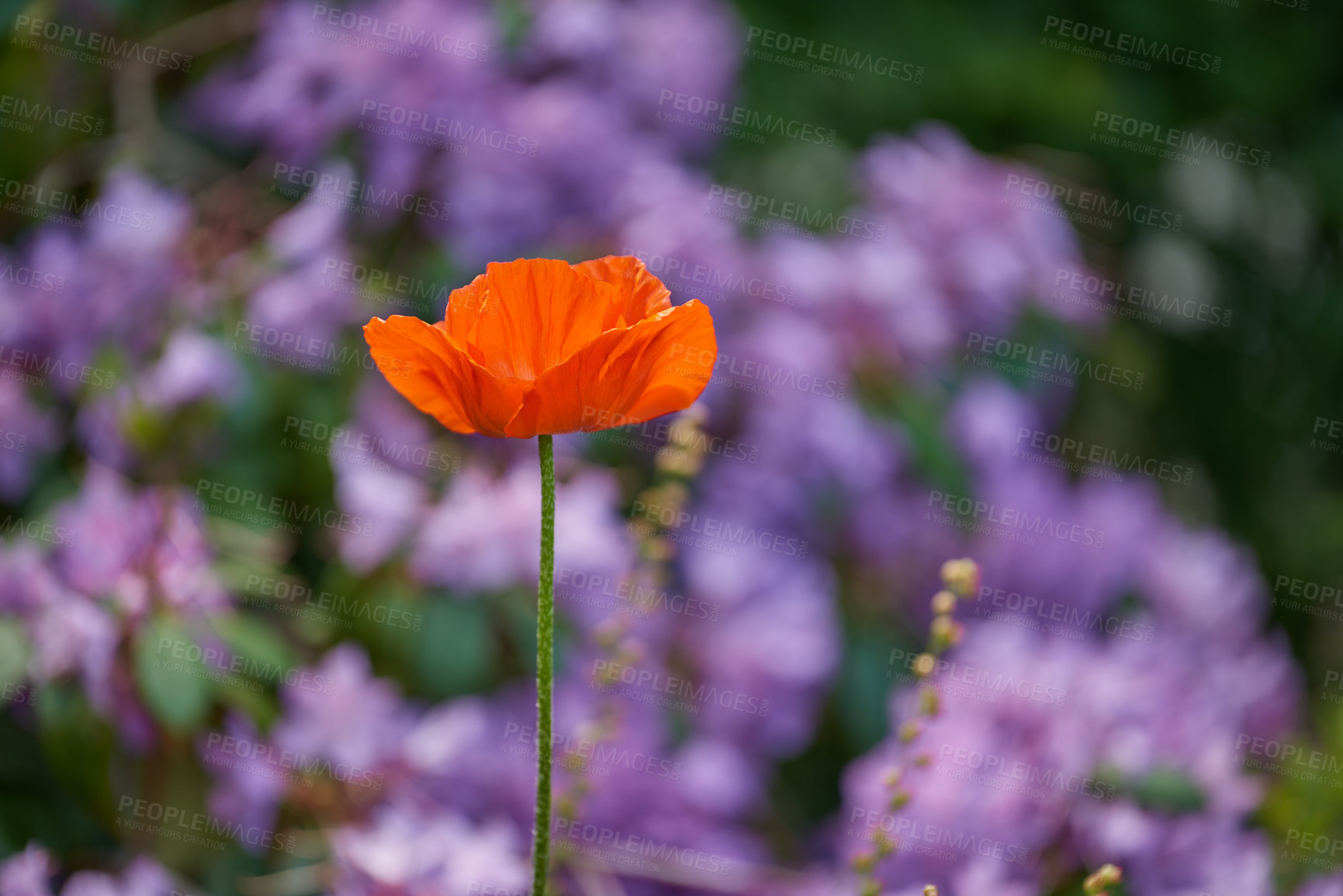 Buy stock photo A series of beautiful garden photos