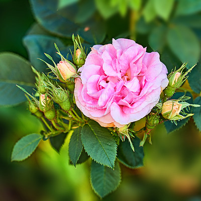 Buy stock photo Closeup top view of a beautiful pink rose growing on a tree in a backyard garden in spring. Zoom of one pretty flowering plant blooming amongst leaves and greenery in a nature park or meadow