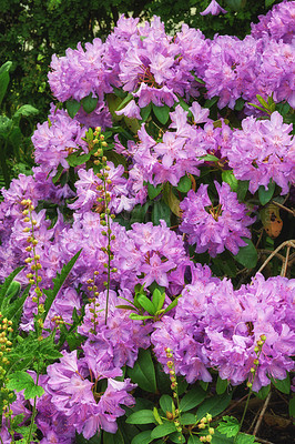 Buy stock photo Rhododendron is a genus of 1,024 species of woody plants in the heath family, either evergreen or deciduous, and found mainly in Asia, although it is also widespread throughout the Southern Highlands of the Appalachian Mountains of North America.