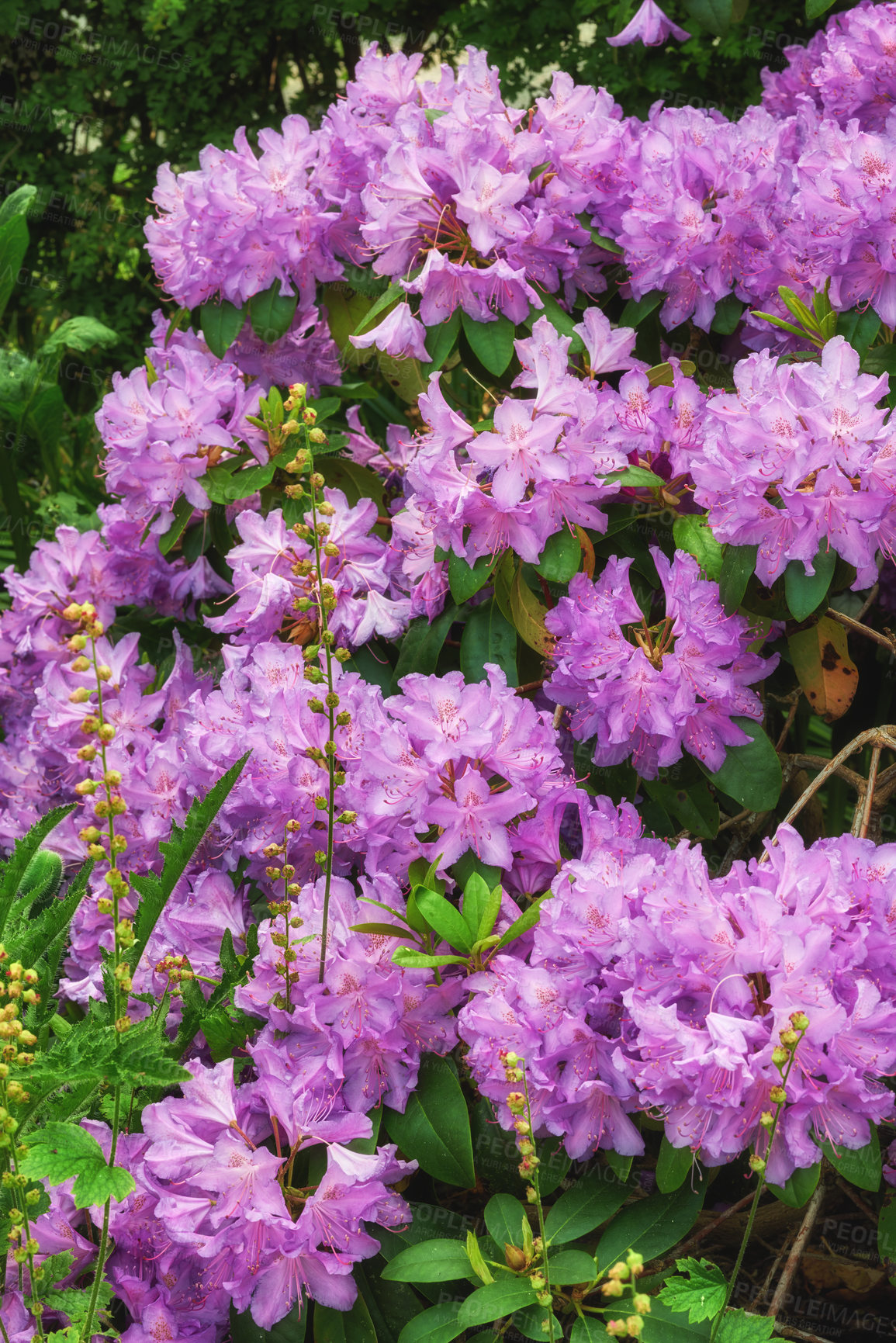 Buy stock photo Rhododendron is a genus of 1,024 species of woody plants in the heath family, either evergreen or deciduous, and found mainly in Asia, although it is also widespread throughout the Southern Highlands of the Appalachian Mountains of North America.