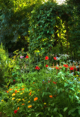 Buy stock photo A bright green garden with vibrant flowers outdoors on a spring day. Beautiful lush foliage in a park on a sunny summer day. Colorful plants in nature during the morning sunrise