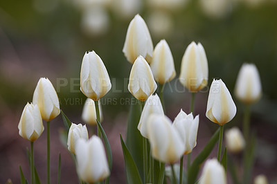 Buy stock photo White garden tulips growing in spring. Spring perennial flowering plants grown as ornaments for its beauty and floral fragrance scent. Closeup of many beautiful closed tulip flowers with green stems