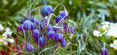 Buy stock photo A series of beautiful garden photos