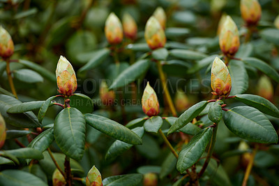 Buy stock photo Rhododendron is a genus of 1,024 species of woody plants in the heath family, either evergreen or deciduous, and found mainly in Asia, although it is also widespread throughout the Southern Highlands of the Appalachian Mountains of North America.