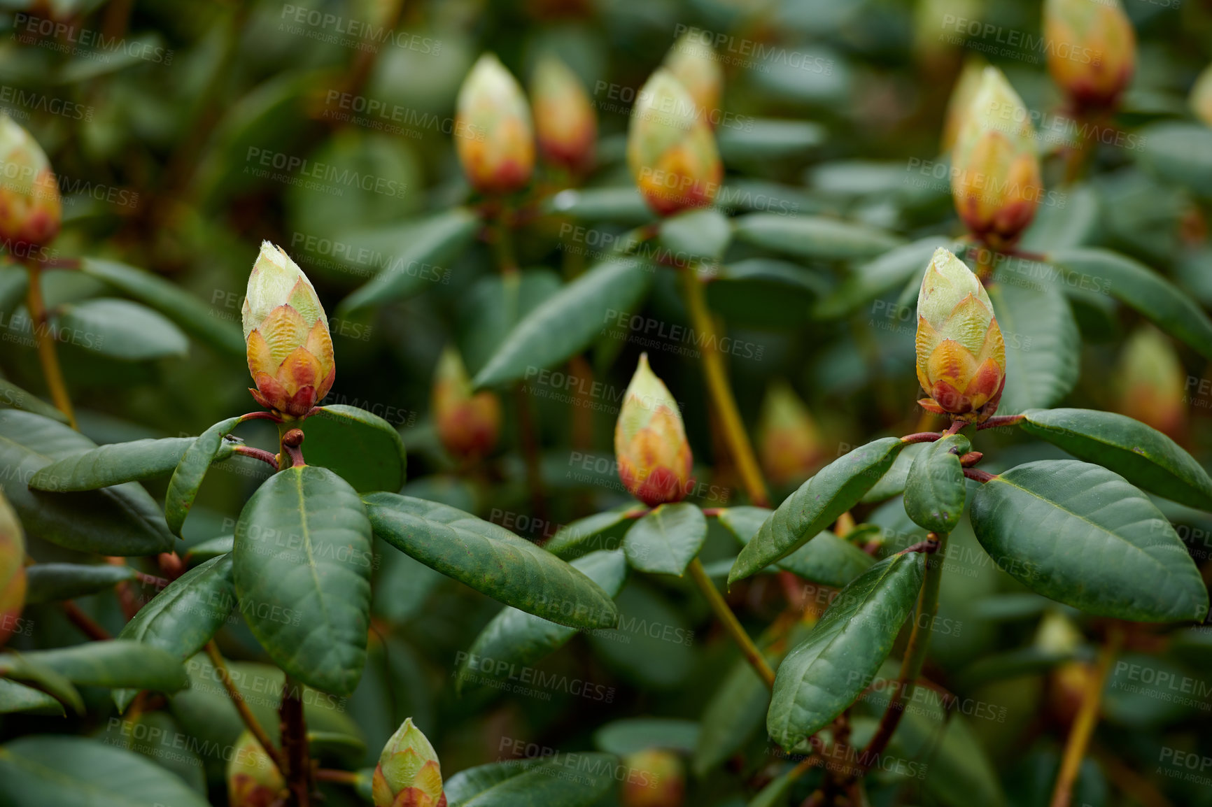 Buy stock photo Rhododendron is a genus of 1,024 species of woody plants in the heath family, either evergreen or deciduous, and found mainly in Asia, although it is also widespread throughout the Southern Highlands of the Appalachian Mountains of North America.