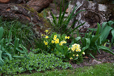 Buy stock photo A series of beautiful garden photos