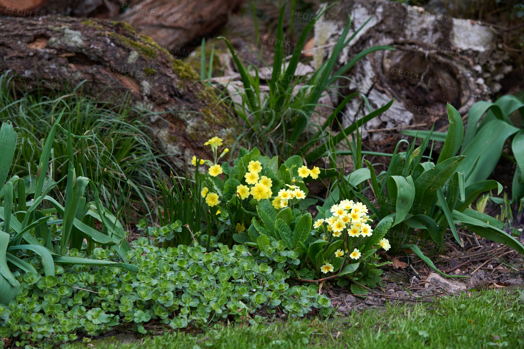 Buy stock photo A series of beautiful garden photos