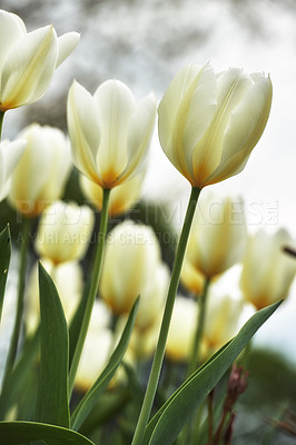 Buy stock photo Beautiful tulips growing in a garden outdoors in early spring. Bunch of pretty and vibrant white flowers blooming in a park on a summer day. Plants blossoming outside in nature