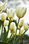 White tulips in my garden