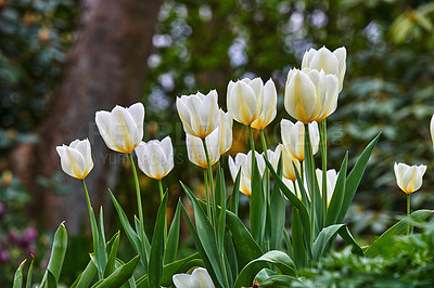 Buy stock photo Beautiful white tulips growing in a garden outdoors in early spring. Bunch of pretty and vibrant flowers blooming in a park on a summer day. Plants blossoming outside in a backyard during summer