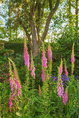 Buy stock photo A series of beautiful garden photos