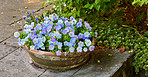 Beautiful flowers from my garden
