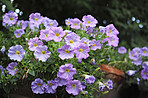 Flower pot with blue flowers