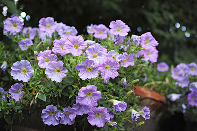 Buy stock photo A closeup of blossoming Petunia flowers and plants in a backyard garden on a spring day. A beautiful, vibrant purple flora bed with green leaves in a forest growing in nature