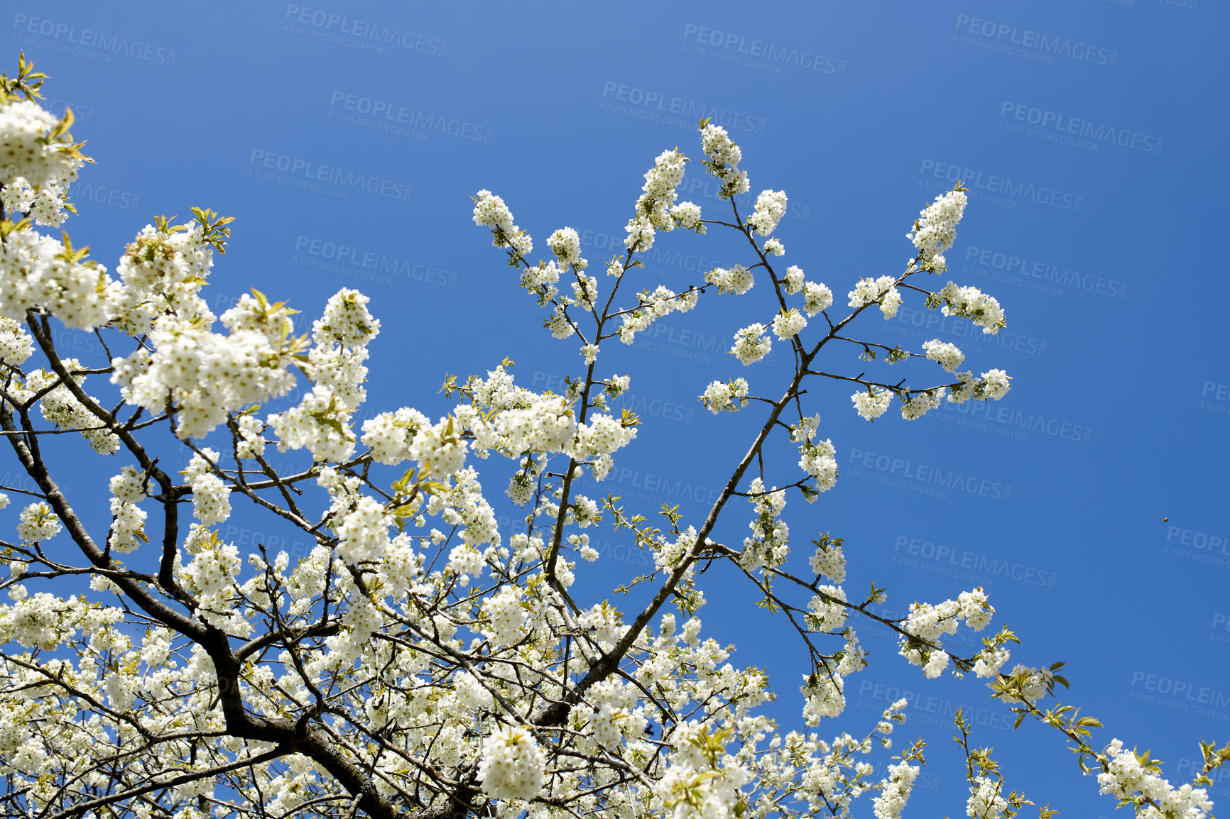 Buy stock photo Landscape view of white cherry flowers in the sky. Clear big blue sky surrounded by tree branches with growing white petals. Flower group extending its roots from the stem blossoming life in the day.