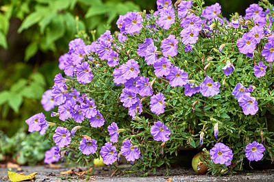 Buy stock photo A series of beautiful garden photos